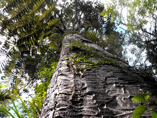 kauri.tree